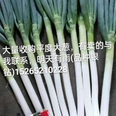 平度大葱，客户前来看货