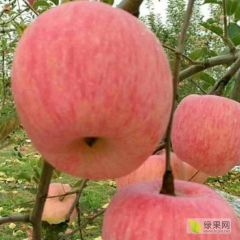 联接你我绿果先行