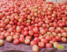 云南大量西红柿求购