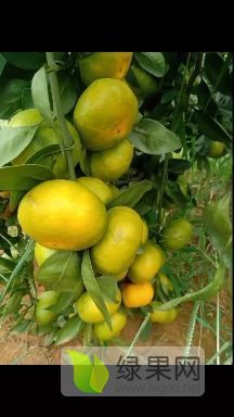 湖南回龙圩管理迥峰蜜桔：回龙圩小卢