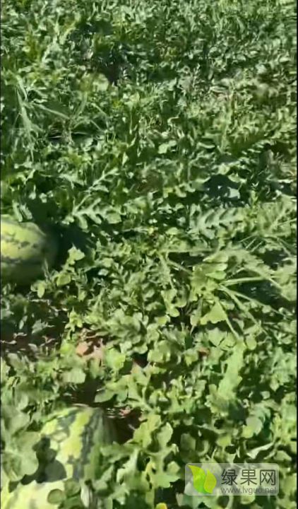 金城5号价格