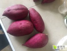 湖北省宜城市花叶紫罗兰紫薯大量上市了