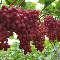 葡萄甘蓝洋葱品种克伦生阳光玫瑰秋黑。