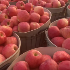 烟台栖霞苹果上市