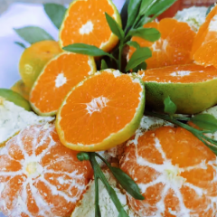 云南特早蜜橘大量上市,个头大,口感甜水分充足,农户一手货,提供崔红打