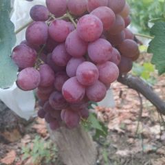 提子开园，有需要的联系我