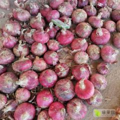 常年代办，聊城，洋葱，冷库代发洋葱；丁泽荣