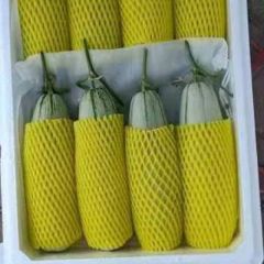 博洋系列甜瓜，六一，博洋九花蕾，18266570330