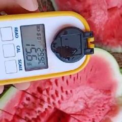 山东惠民甜王西瓜西农八，金成五，18266570330