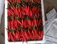 茂满满果蔬贸易_朝天椒