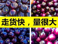 【实力推荐】山东莘县圆茄子，紫光圆茄大量上市！！