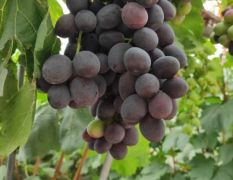 高品质秋黑葡萄产地大量供应