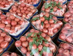 郯城硬粉西红柿大量上市！