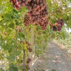 出售新疆精河县红提葡萄