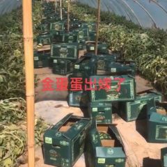 甘肃无籽头茬西瓜