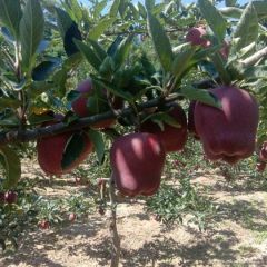甘肃天水花牛苹果