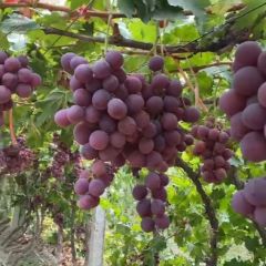 五十亩葡萄销售