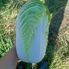 高山旱地大白菜