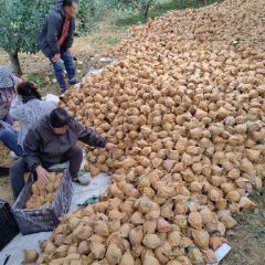 辽宁省葫芦岛市绥中县大量黄元帅需要的联系我