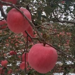 陕西优质纸袋红富士