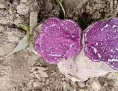 紫薯 凌紫薯，大量收购 紫薯