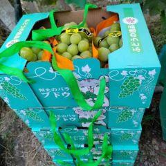 阳光玫瑰销售，价格实惠，可采摘可邮寄