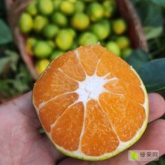 宜昌蜜橘大量上市