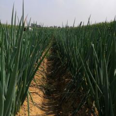 绛县大葱 鸡腿大葱 长白大葱