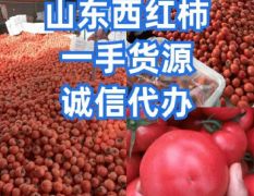 【每天60万斤】莘县大红西红柿 产地一手货源！