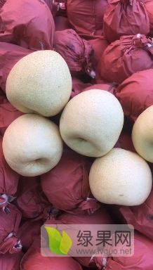 蒲城万亩酥梨进入成熟采摘期