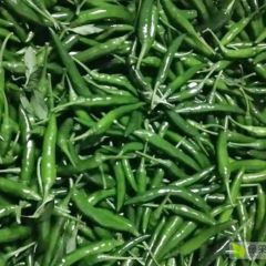 河南省太康县本地大量青红椒上市！