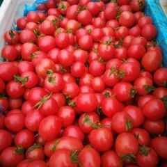 圣女果，千喜，贝贝