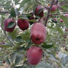 甘肃天水花牛苹果