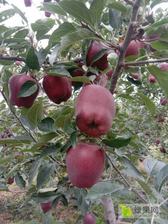 2022年甘肃秦州花牛苹果价格
