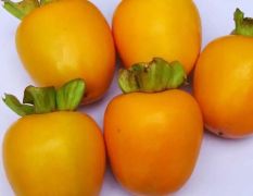 沂蒙山脆甜柿子