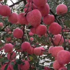 延安苹果大量上市 15991262672 产地直销价格优惠，可批发零