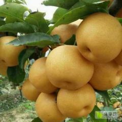 晚秋黄梨大量上市