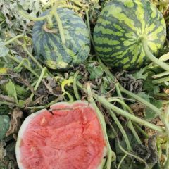 精品有籽美都，原棚头茬无籽，跑腾瓜