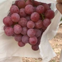陕西红提供应红提批发红提葡萄价格货源充足
