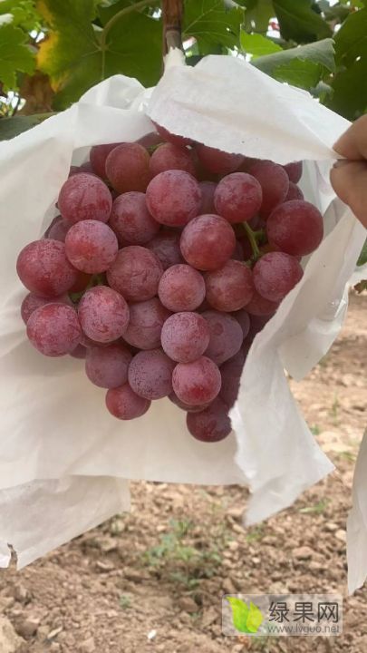 2022年陕西大荔红提价格