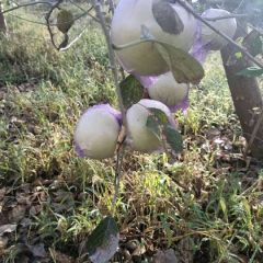 青岛引进青森水蜜桃苹果