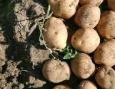扶余市土豆现已开始大量供应，实验一，中暑5/885/延薯系列 杠三七