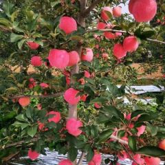 陕西延安洛川高原水晶红富士