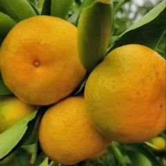 宜昌蜜橘，对接电商，社团等大型批发