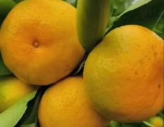 宜昌蜜橘，对接电商，社团等大型批发