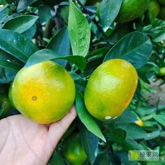 特早普早，量大有货需要联系我