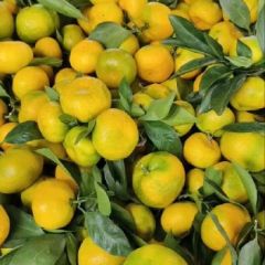 陕西城固蜜橘 皮薄 味甜 颜色亮