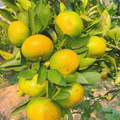 供应/顺昌早熟蜜桔 皮薄汁多，浓甜清脆