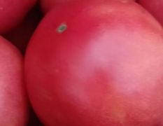 西红 柿尖椒 豇豆 茄子