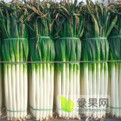 红心利民章丘大葱产地直供品质保证